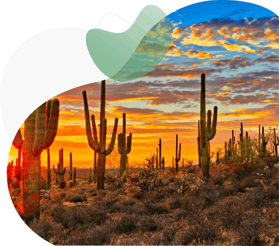 Beautiful nature with cactus